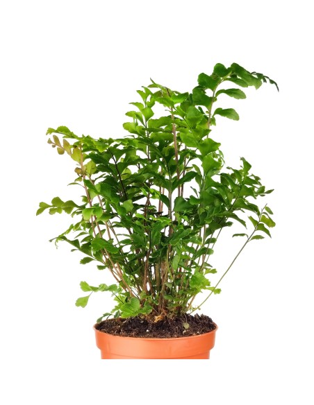 Adiantum raddianum (test 6 cm Ø)