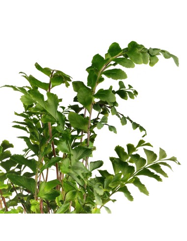Adiantum raddianum (vaso de 6 cm Ø)