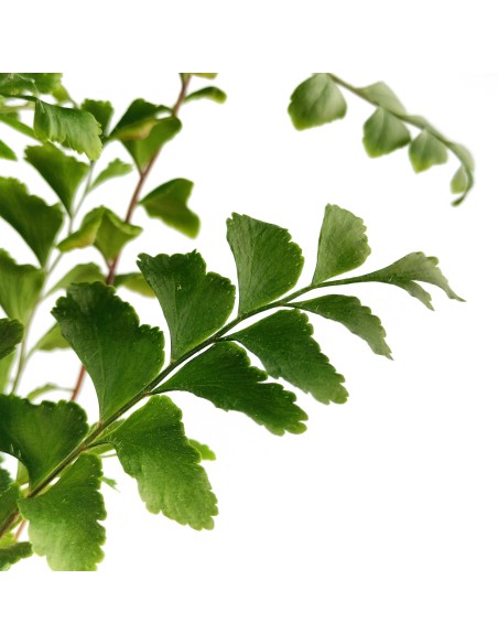 Adiantum raddianum (test 6 cm Ø)