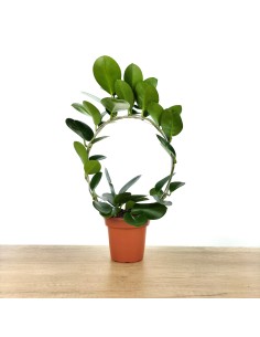 Hoya Australis (maceta 12 cm ø)