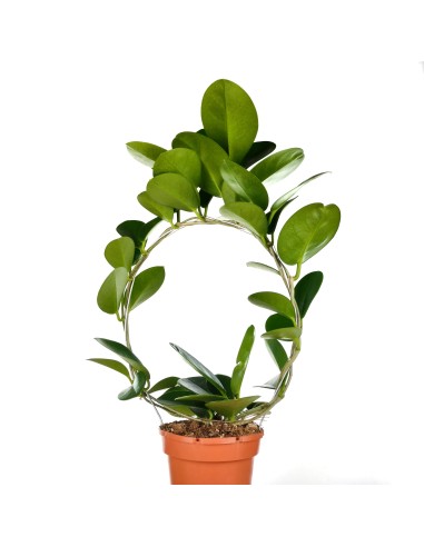 Hoya Australis (test 12 cm ø)
