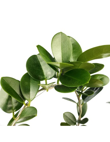 Hoya Australis (test 12 cm ø)