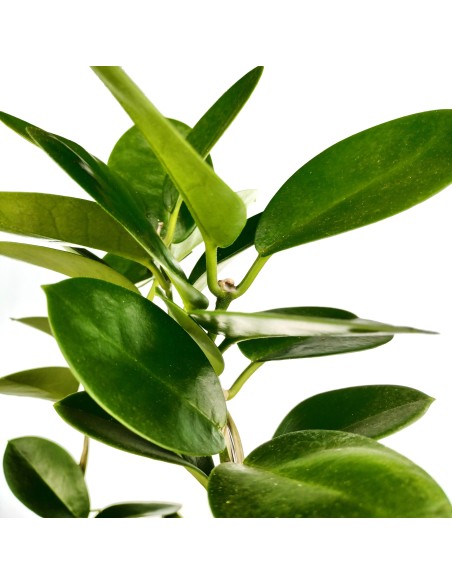 Hoya Australis (test 12 cm ø)