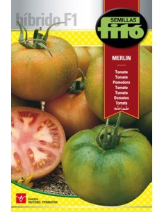 Semente de tomate Merlin F1 híbrida em Germigarden