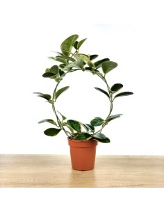 Hoya Australis matizada Blondie (maceta 12 cm ø)