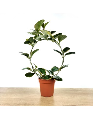 Hoya Australis Blondie (test 12 cm ø)