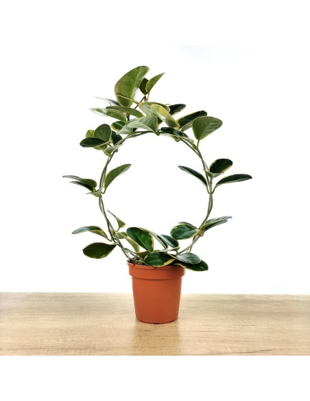 Hoya Australis Blondie (test 12 cm ø)