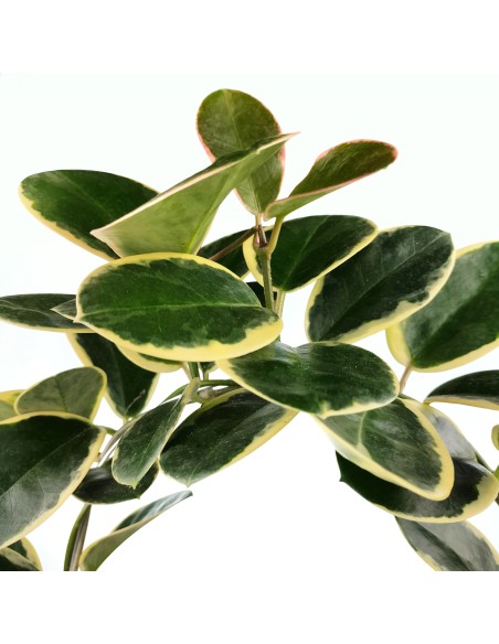 Hoya Australis Blondie (test 12 cm ø)