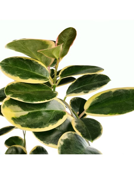 Hoya Australis Blondie (test 12 cm ø)