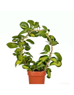 Hoya Australis 'Lisa' (maceta 12 cm ø) 2