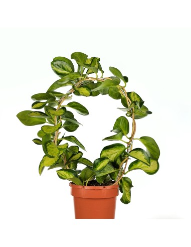 Hoya Australis 'Lisa' (test 12 cm ø)
