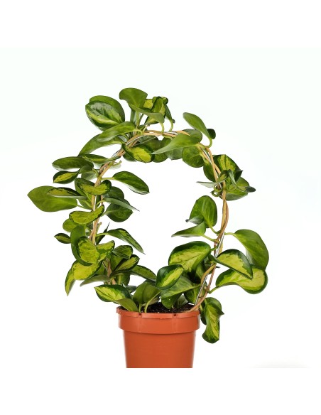 Hoya Australis 'Lisa' (vaso 12 cm ø)