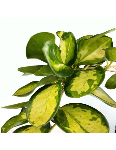 Hoya Australis 'Lisa' (test 12 cm ø)