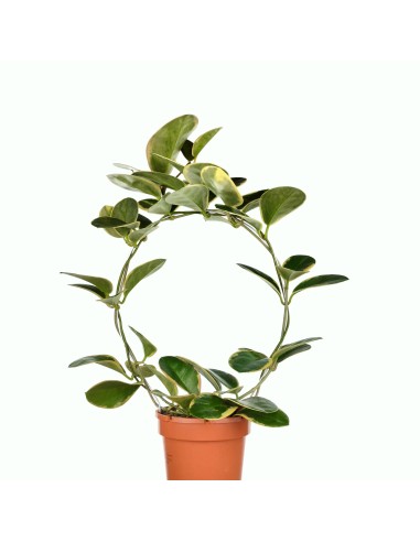 Hoya Australis Blondie (test 12 cm ø)