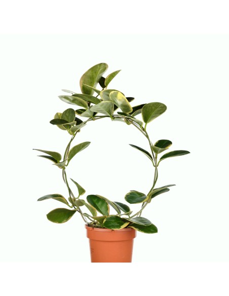 Hoya Australis Blondie (test 12 cm ø)
