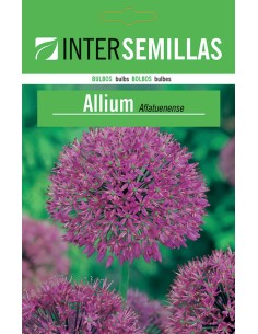 Bulbe de allium aflautense jaune