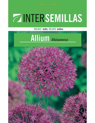 Bulb d'allium aflautense groc a granel (unitat)
