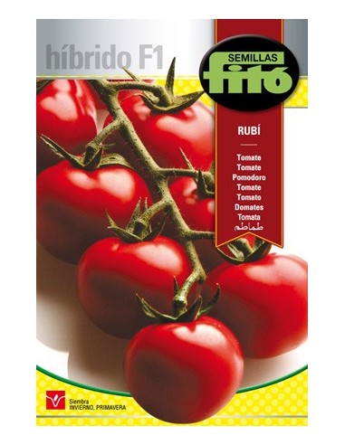 Semilla de tomate híbrido en rama de buena conservacion