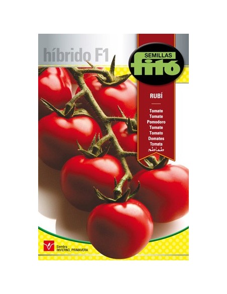 Semilla de tomate híbrido en rama de buena conservacion
