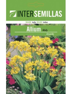 Bulb d'allium molly groc a granel (unitat)