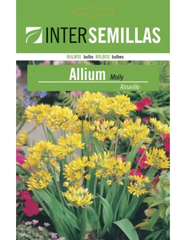 Bulbe de allium molly jaune