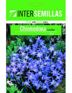 Bulbo de chionodoxa luciliae azul a granel (unidad)