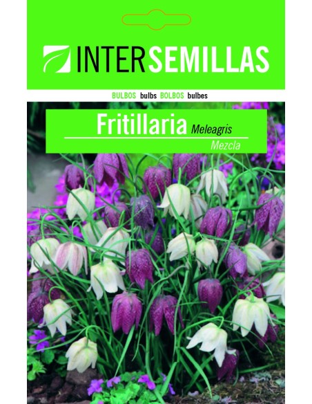 Bulbe de fritillaria meleagris