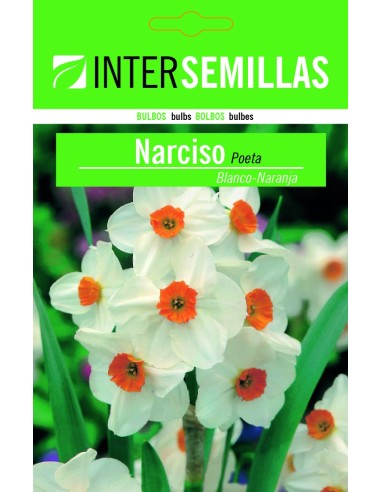 Bulb de narcís poeta a granel (unitat)