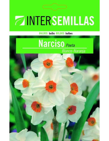 Bulb de narcís poeta a granel (unitat)