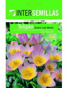 Bulbo de tulipa barekerii lilás e amarelo (unidade)