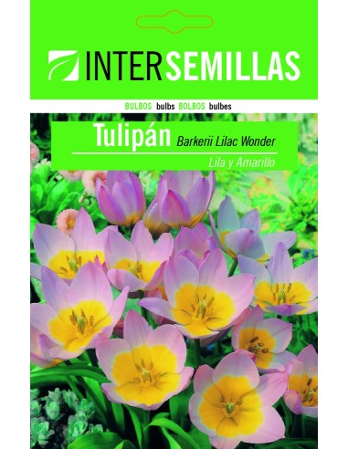 Bulbo de tulipa barekerii lilás e amarelo (unidade)
