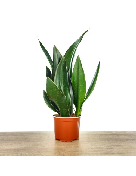 Sanseviera Black Diamond (test 14 cm Ø)
