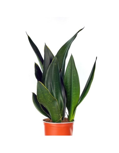 Sanseviera Black Diamond (test 14 cm Ø)