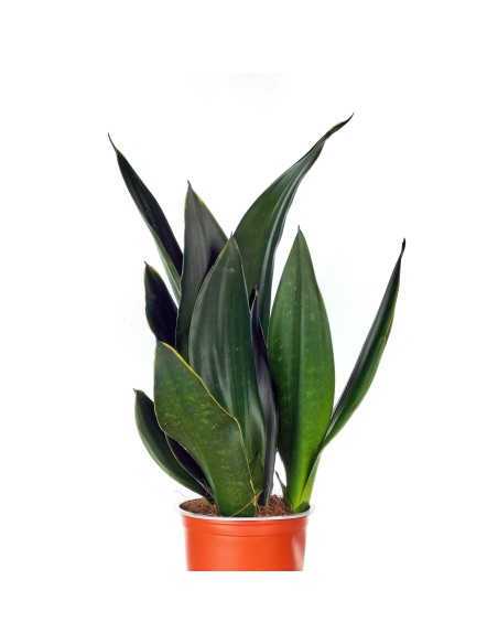 Sansevieria Diamant Noir (pot 14 cm Ø).