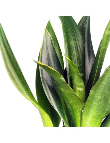 Sansevieria Diamant Noir (pot 14 cm Ø).