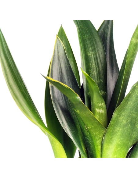 Sansevieria Diamant Noir (pot 14 cm Ø).
