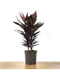Dracena Tango