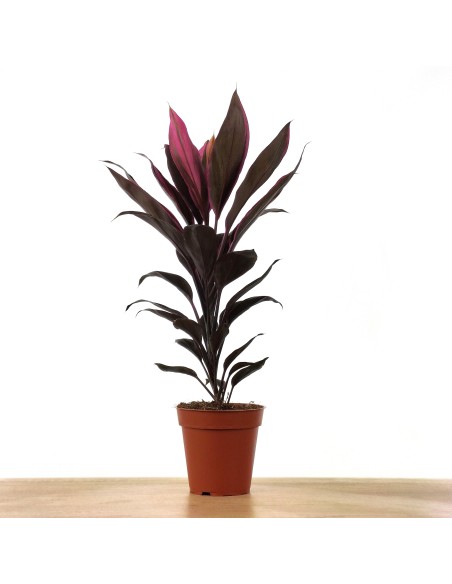 Dracena Tango