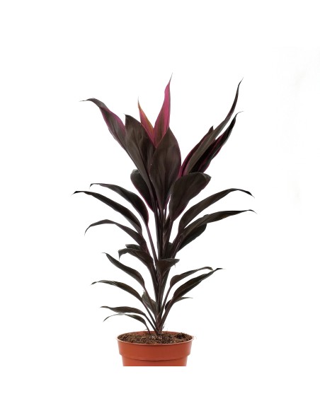 Dracena Tango