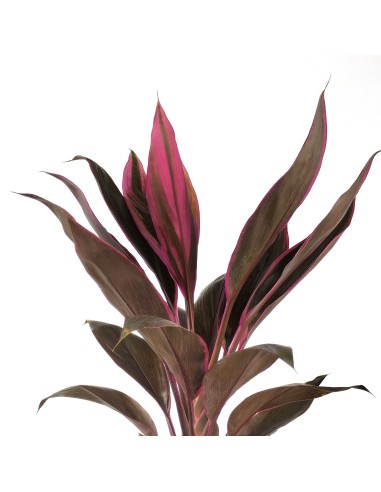 Dracena Tango