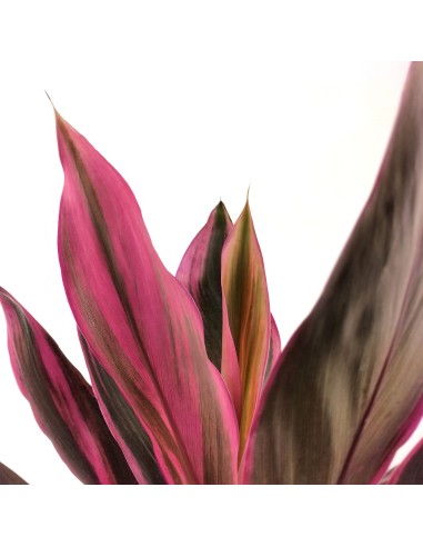 Dracena Tango
