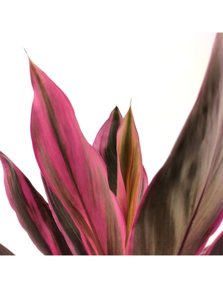 Dracena Tango