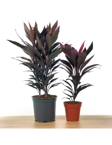 Dracena Tango