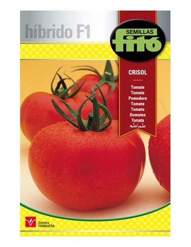 Semence de tomate hybride de longue conservation