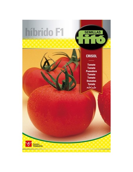 Semence de tomate hybride de longue conservation