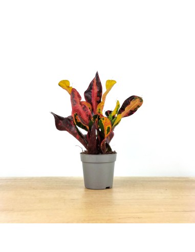 Croton Mammi (maceta 12 cm ø)