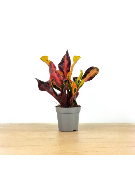 Croton Mammi (maceta 12 cm ø)