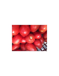 Semilla tomate Pera Delta