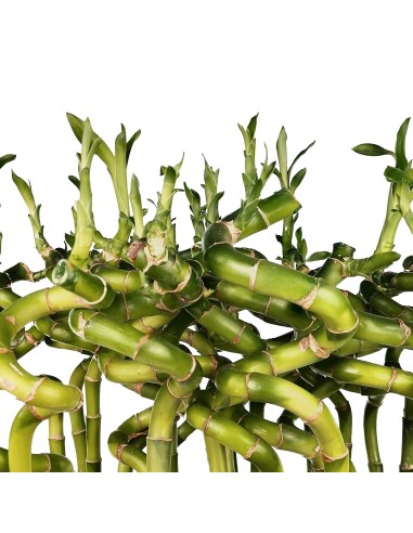 Cana em espiral de bambu (lucky bamboo)