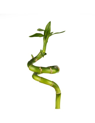 Bambú de la suerte ESPIRAL (lucky bamboo)